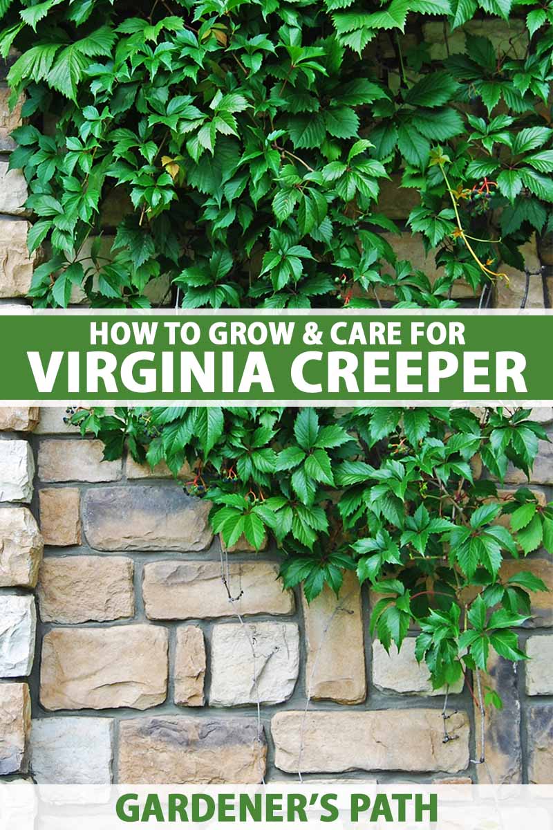 How to Plant and Grow Virginia Creeper